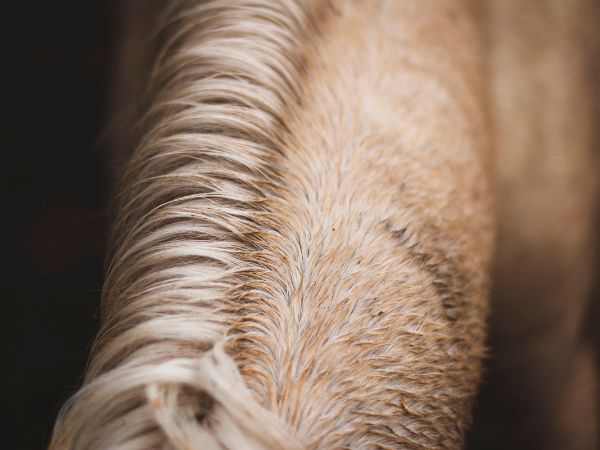 Jak pielęgnować sierść konia we właściwy sposób: Porady i techniki