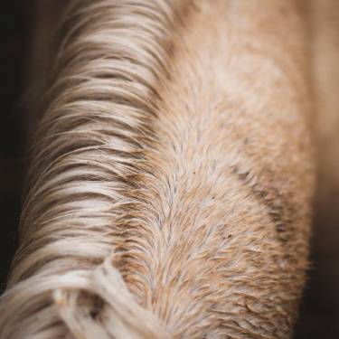 Jak pielęgnować sierść konia we właściwy sposób: Porady i techniki