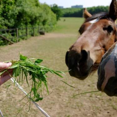 Karmienie konia: Co musisz wiedzieć o prawidłowej diecie