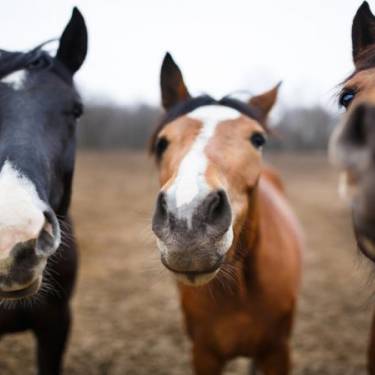 Różne rodzaje ras koni: Jak znaleźć idealny dla Ciebie